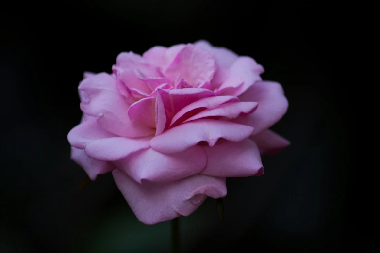 a single pink flower with dark background