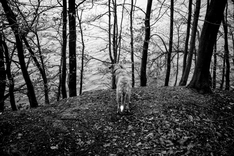 a dog standing on a hill looking out at the woods