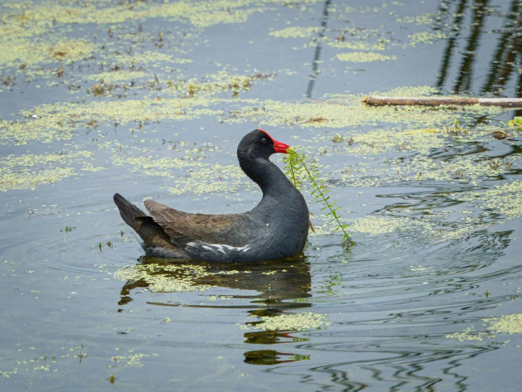 a gray duck floating on top of water next to green plants