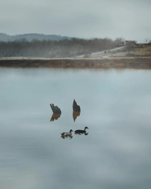 four ducks on water, one large and one small