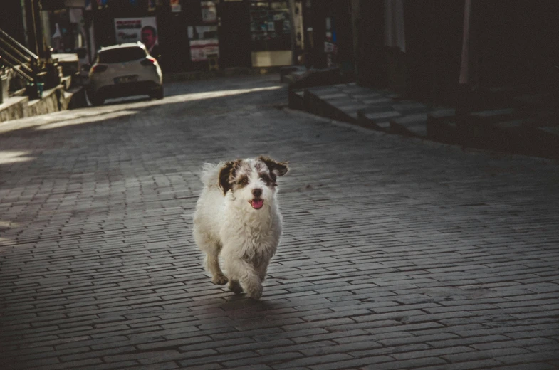 small dog walking across brick paved street in daylight