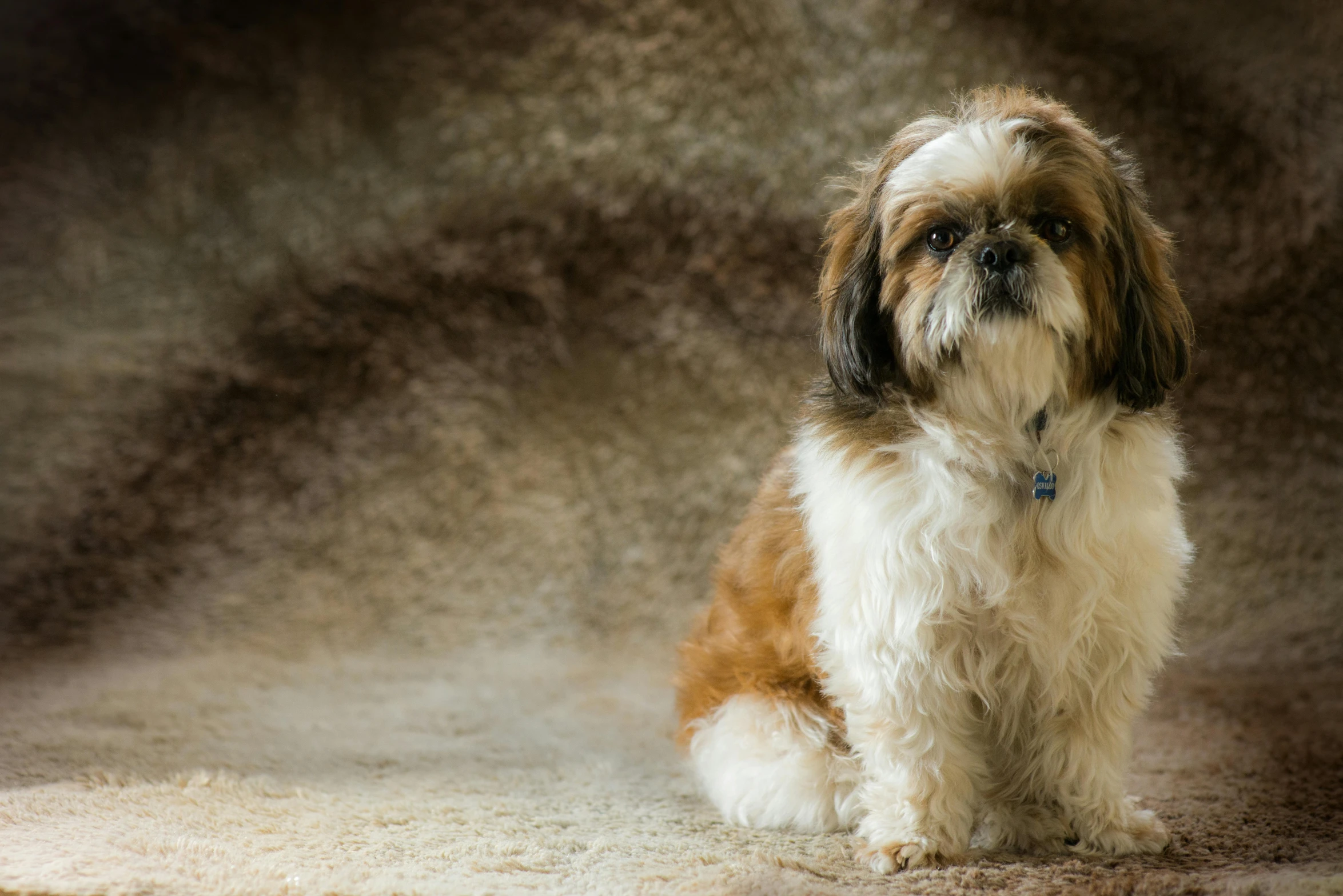 a brown and white dog with gy hair