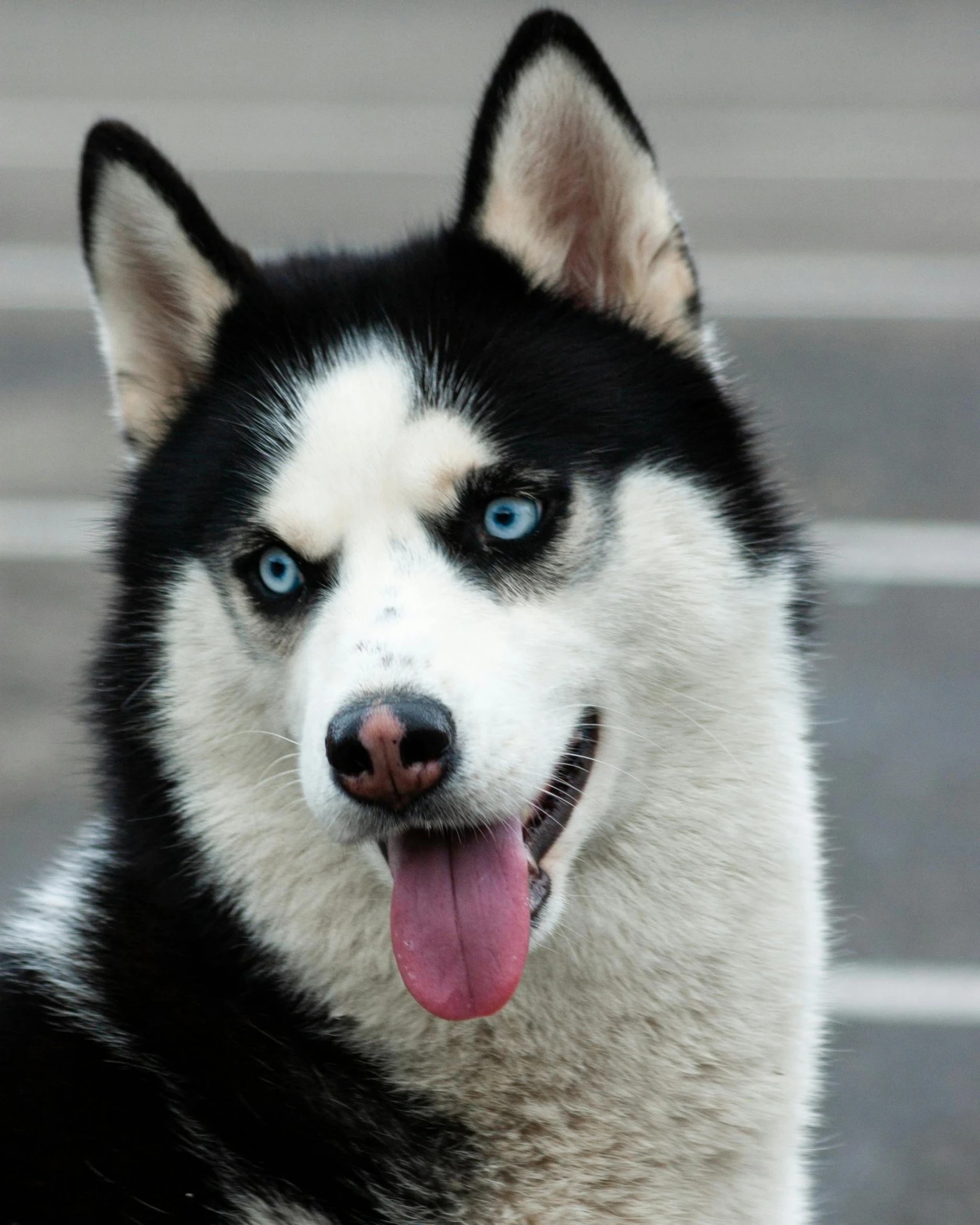 a husky with blue eyes and tongue hanging out