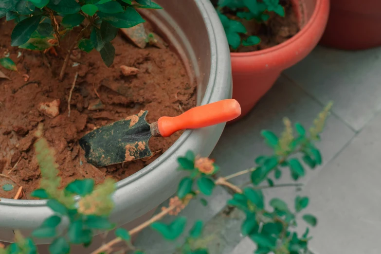 an orange carrot laying on top of brown dirt