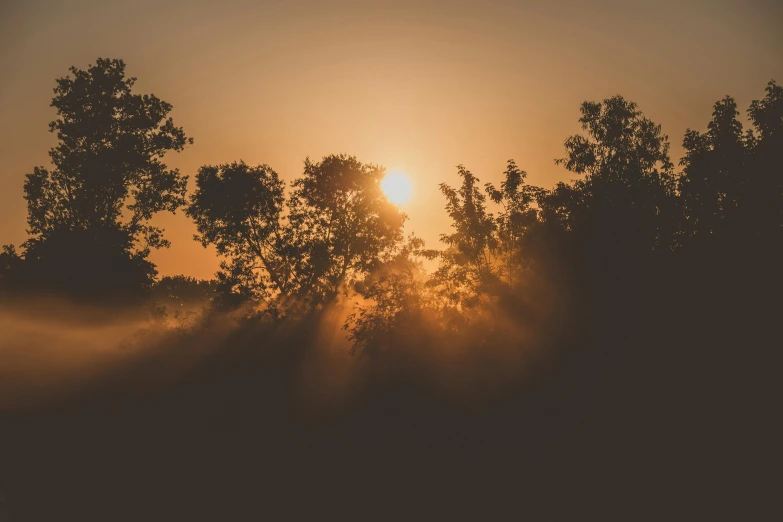 the sun setting behind trees and fog rising into the sky