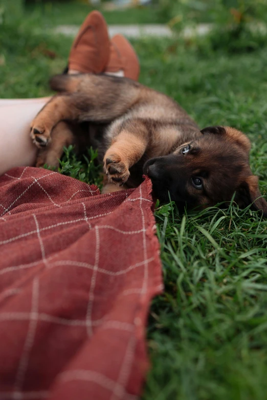 a baby puppy is laying in the grass