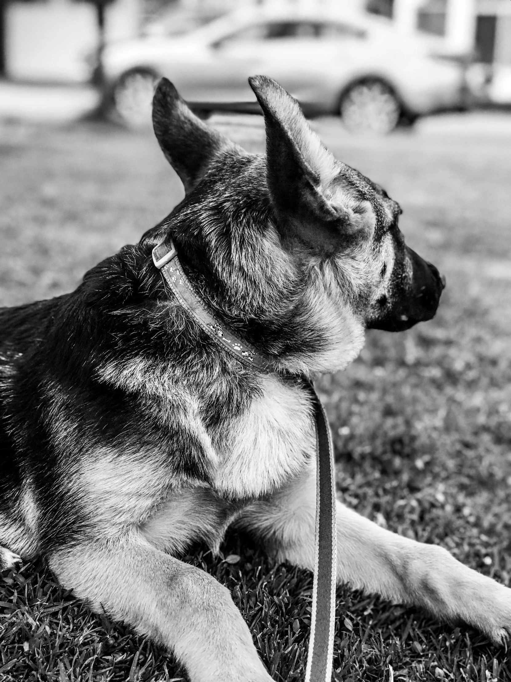 a dog sits in the grass with a leash