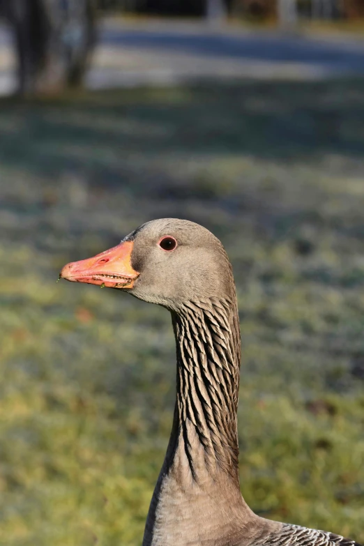 a duck with an orange beak standing in the grass