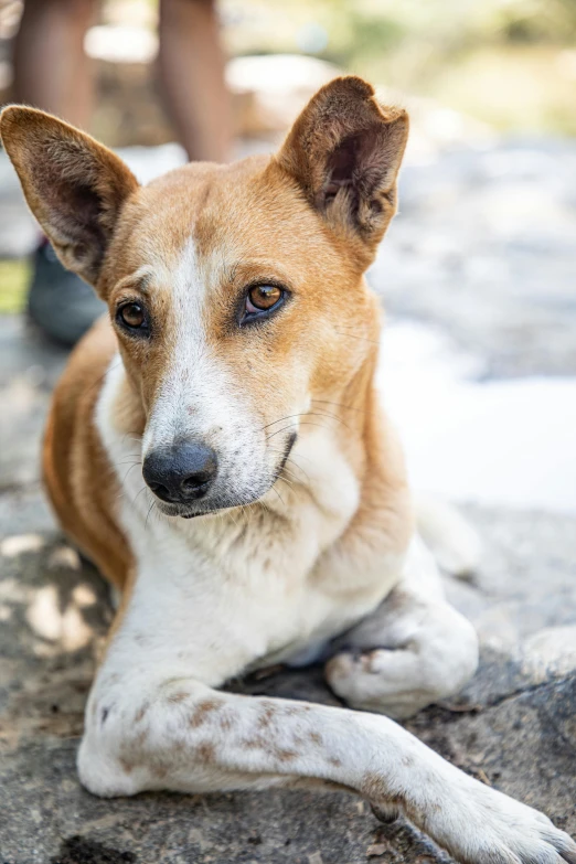 dog laying down on the ground near a person walking