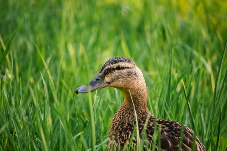 a duck that is sitting in the grass