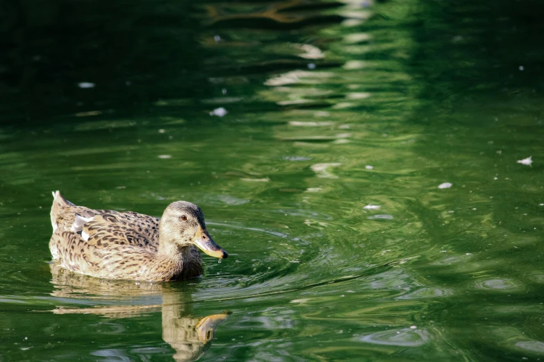 there is a duck swimming in the green water