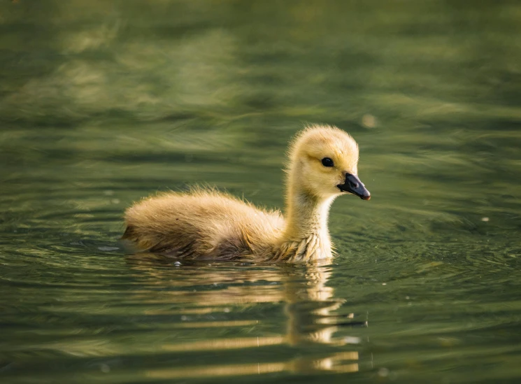 a duckling is swimming in the clear water