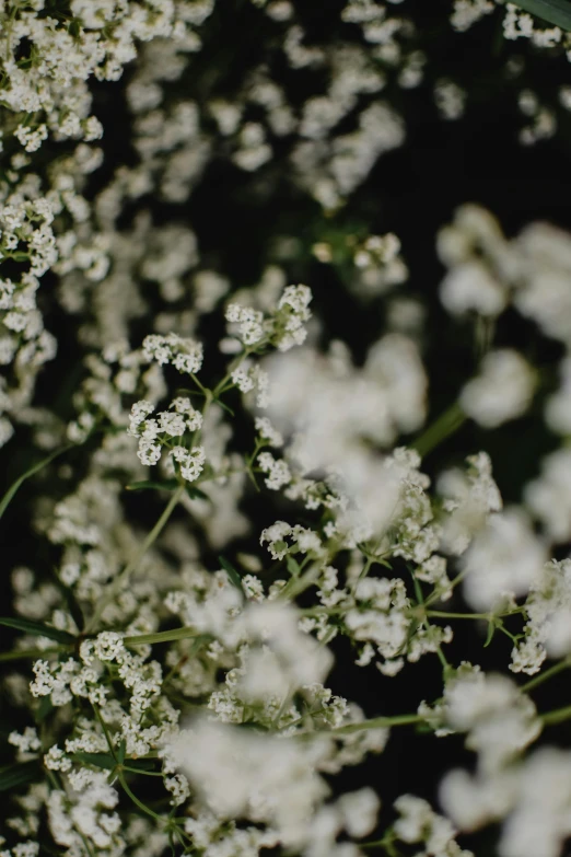 small white flowers growing in the woods