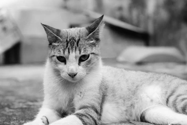 a cat laying on the ground with soing up in the air