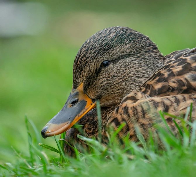 a duck laying in the grass near a patch of green