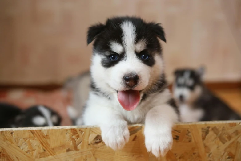 a little black and white dog laying on top of a wooden table