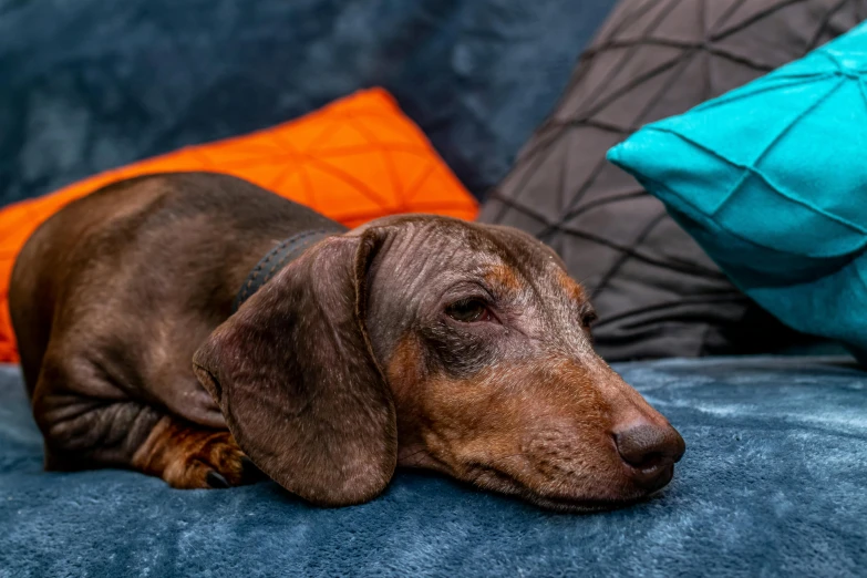 a small dachshund resting on a sofa cushion