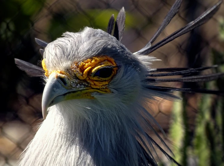 the large bird with yellow eyes is standing by a fence