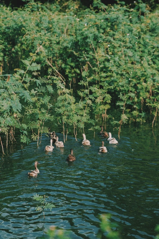 ducks swimming in the water near the forest