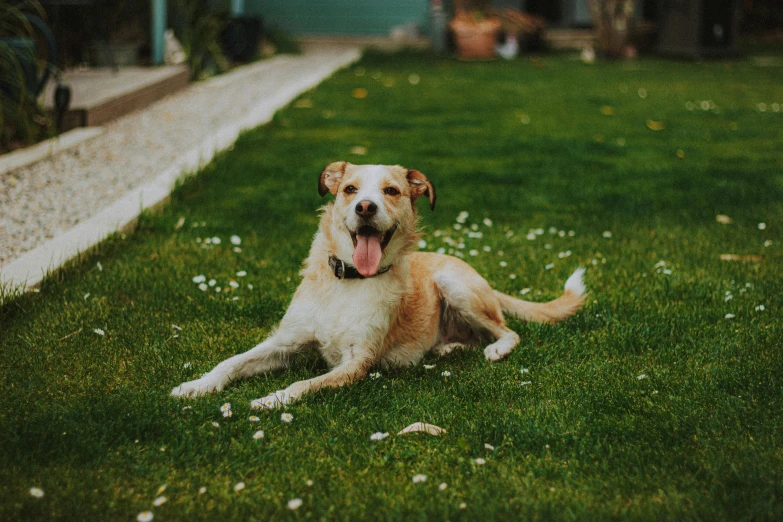 an adorable dog sitting in the grass by a wall