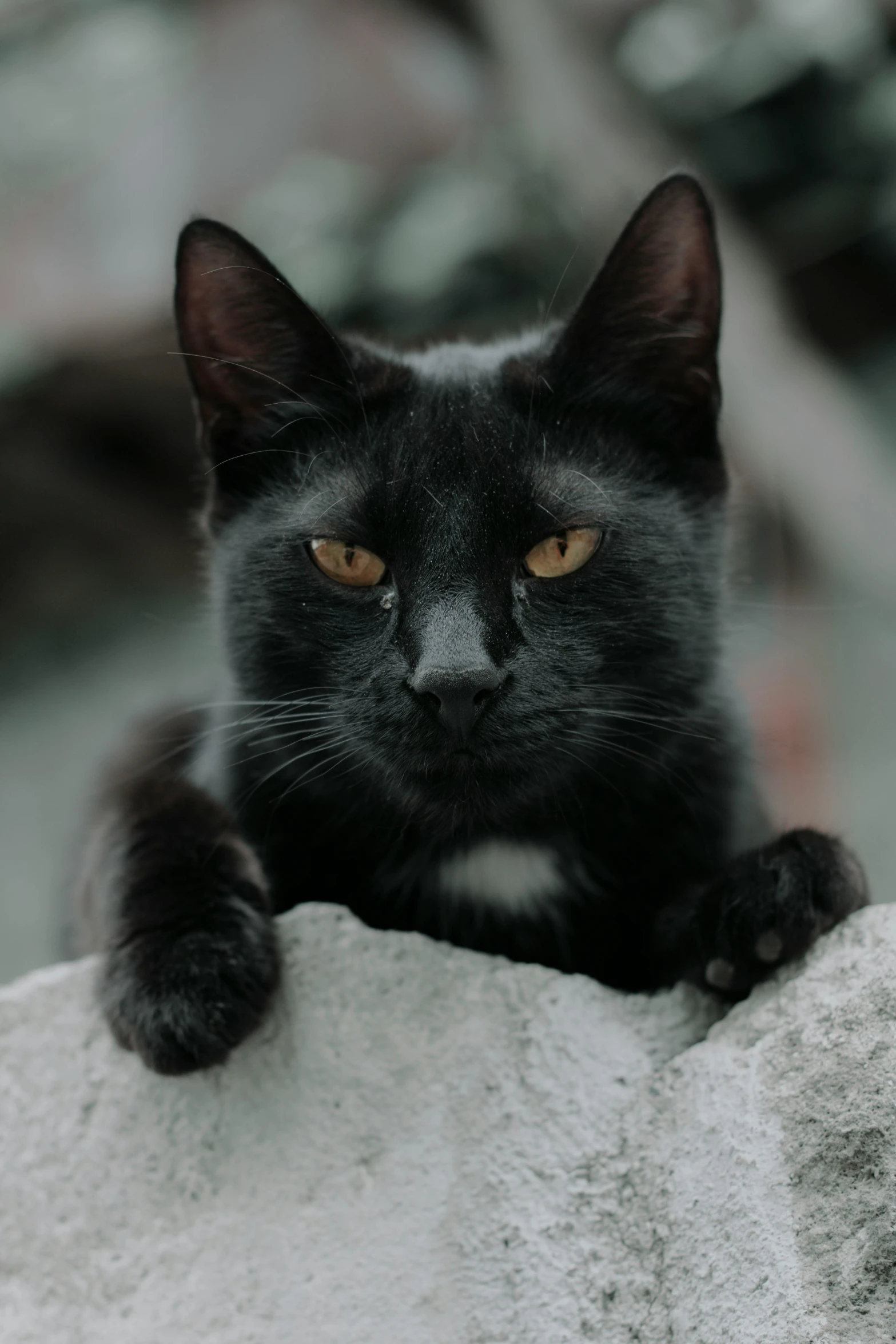 the black cat is sitting on top of a white wall