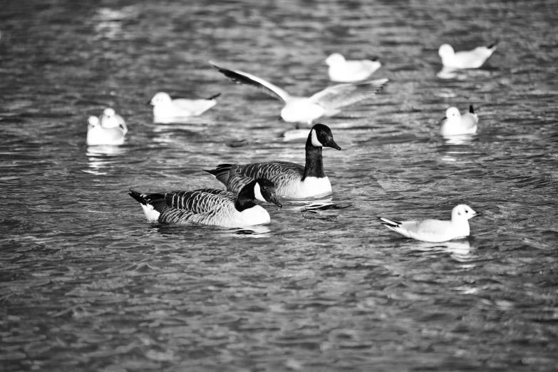 several ducks swimming on the water during the day