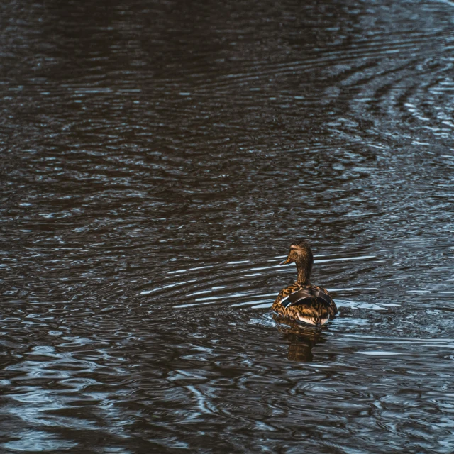 a duck swimming in a body of water