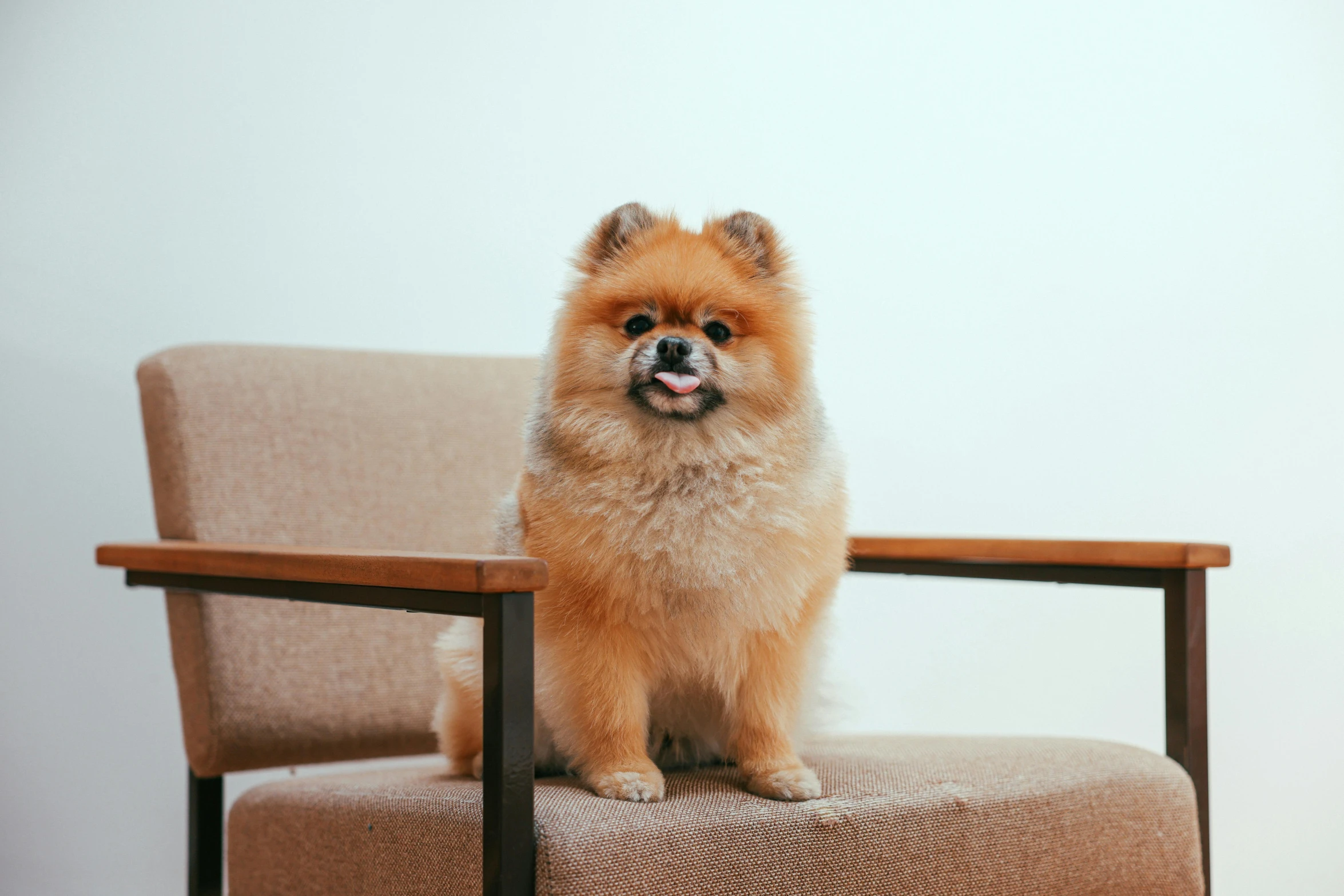 small brown dog sitting on top of a chair