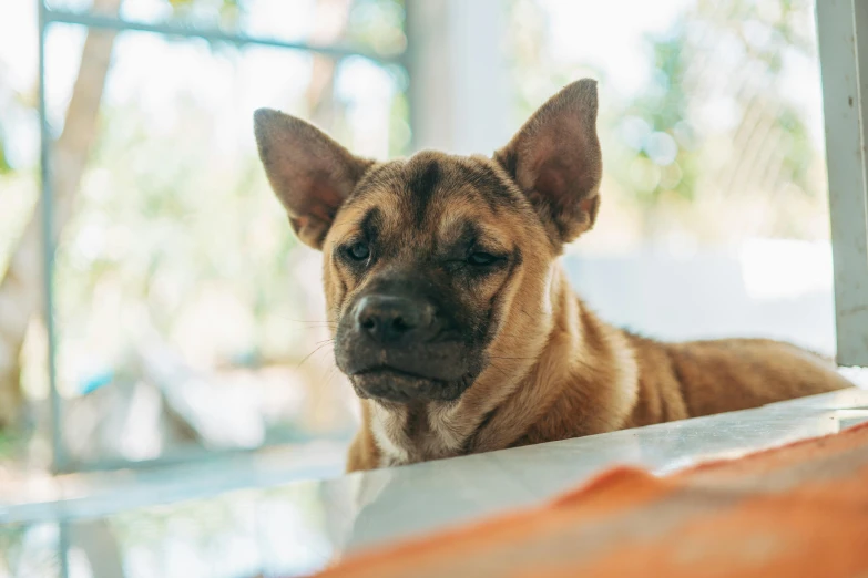 a small dog laying on the ground looking tired