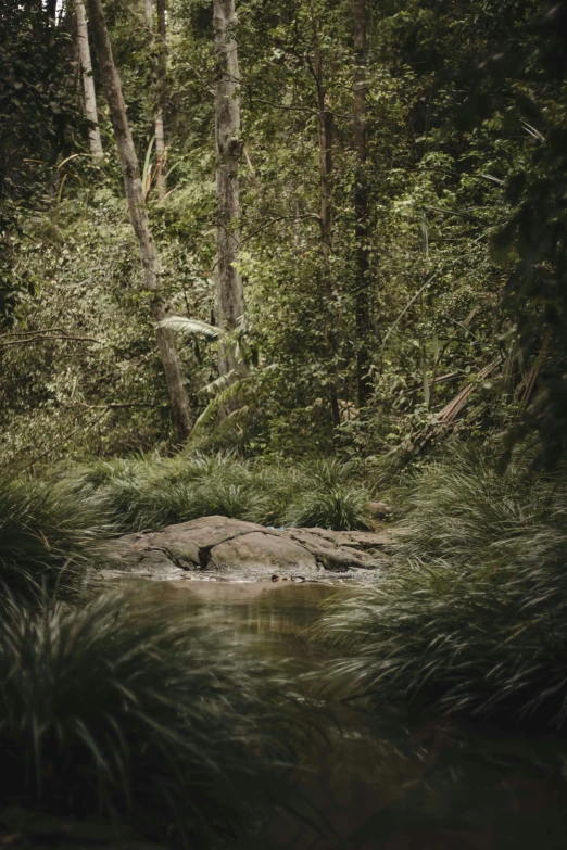 a stream running through the jungle with trees on both sides