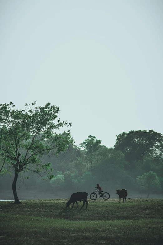 some cattle are standing on grass near a tree