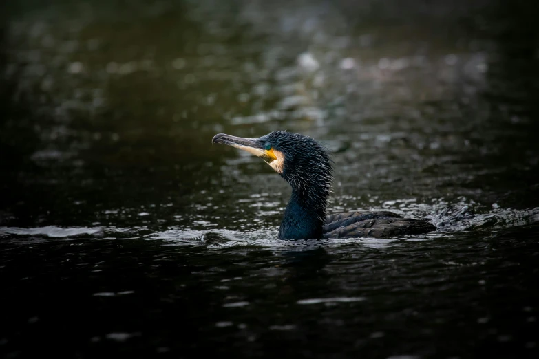 a black and white bird swimming in a dark river
