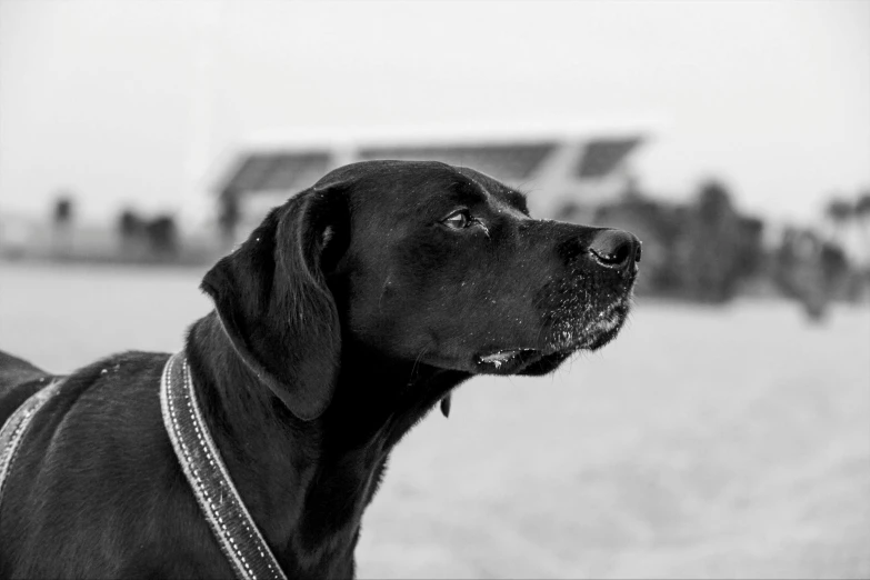 the black lab is looking ahead while standing in the grass