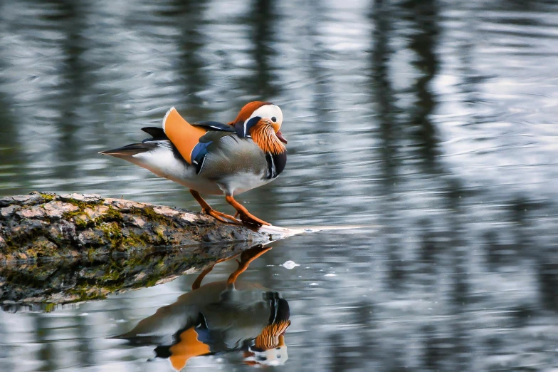 a duck standing on a log in the water