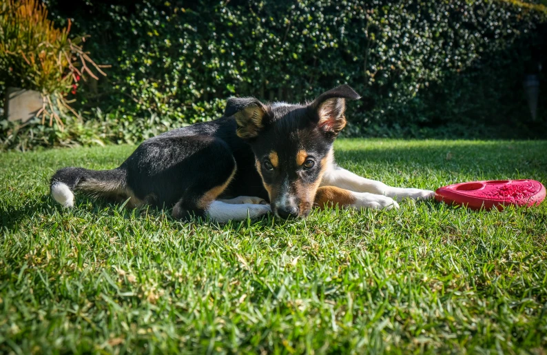 the dog is lying on the grass and ready to play frisbee