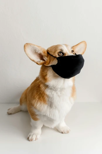 a little dog wearing a face mask with his paws