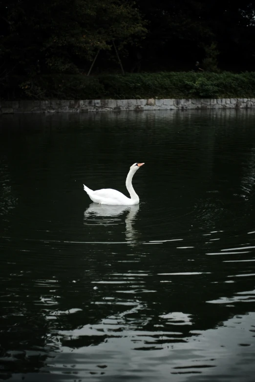 a swan floating on top of a lake