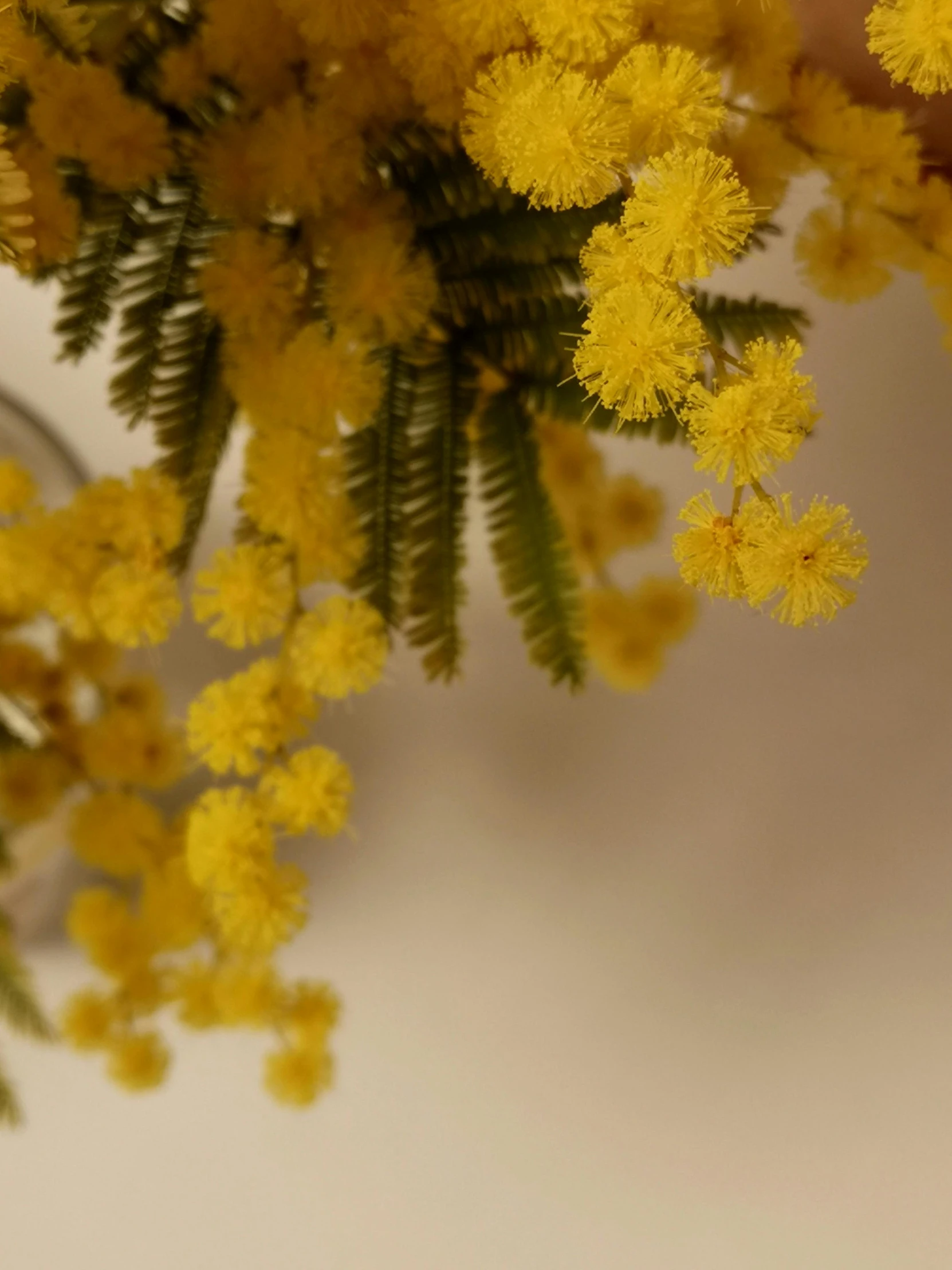 a vase of flowers with a green plant