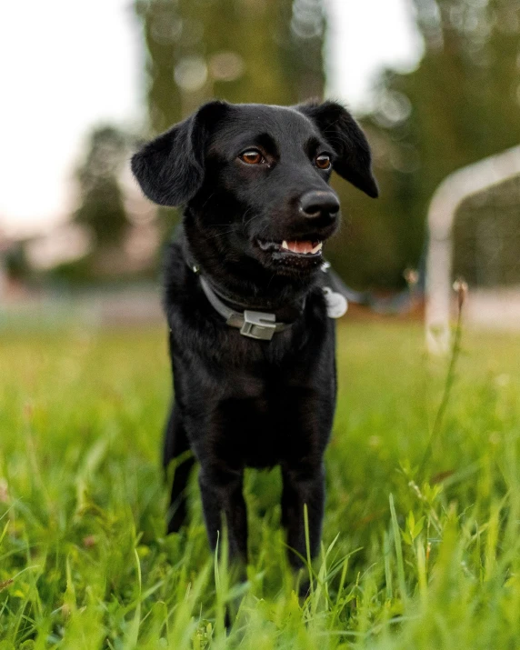 a dog sits on the grass and looks up