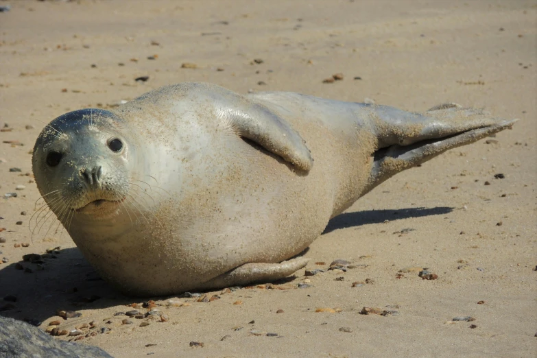 a sea lion laying on a sandy beach