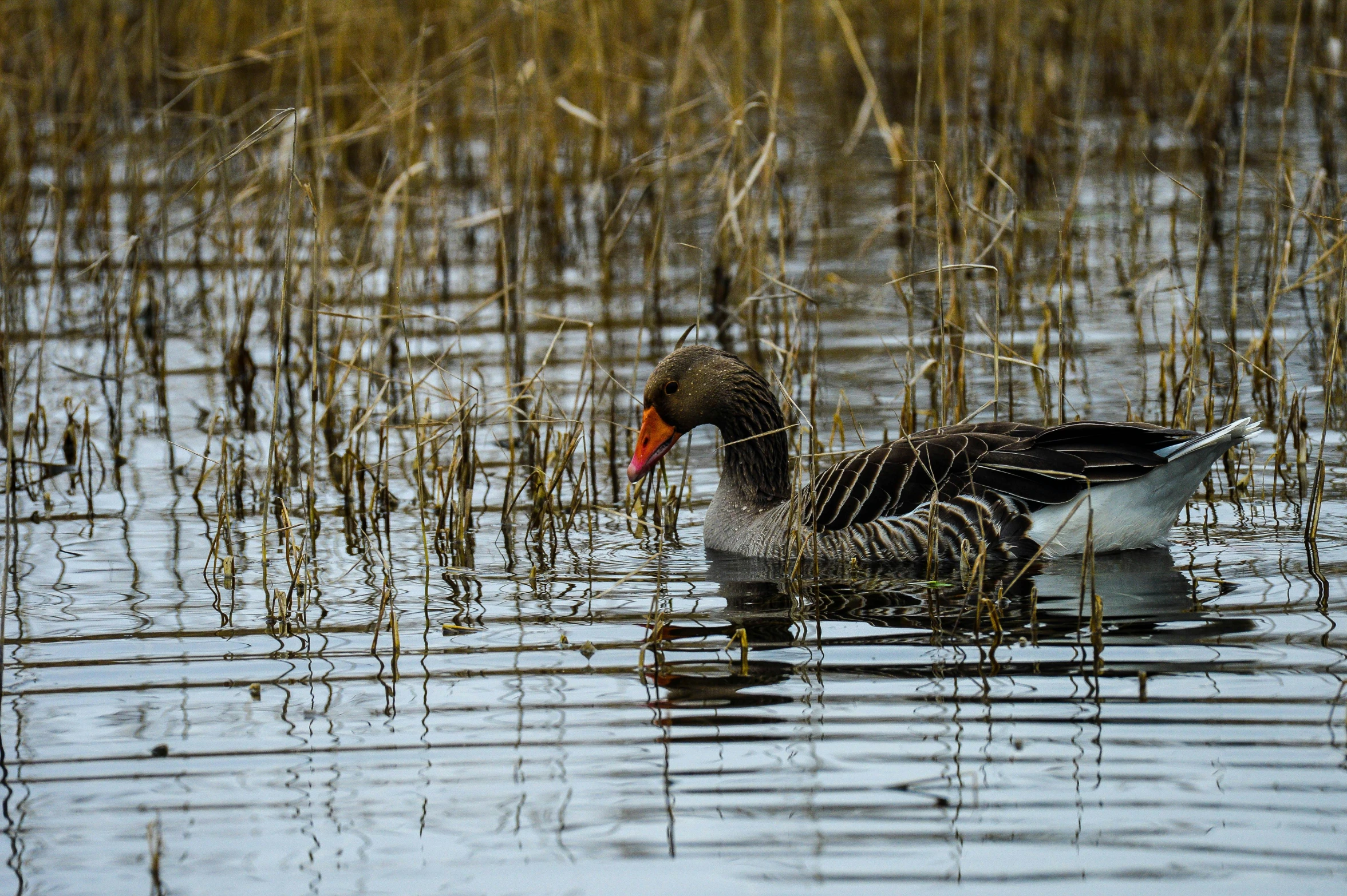 two birds swimming on the surface of the water