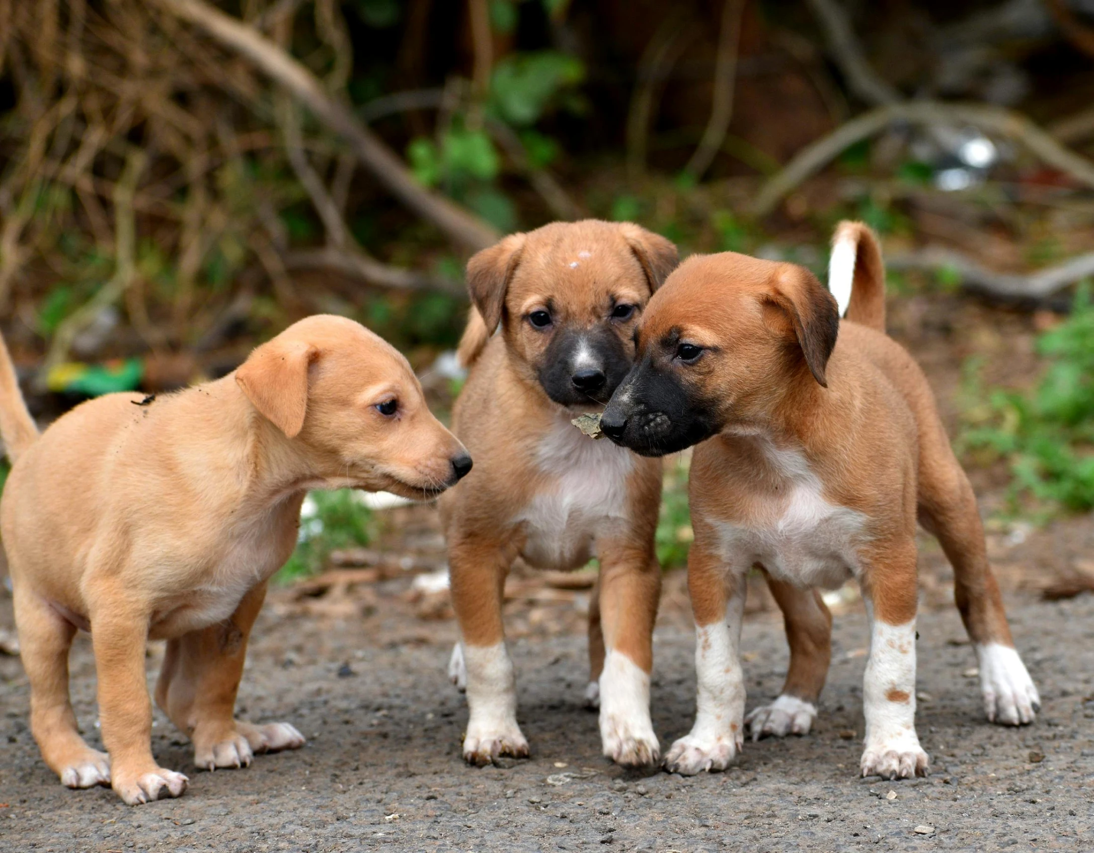 three puppies stand together outside on a sunny day
