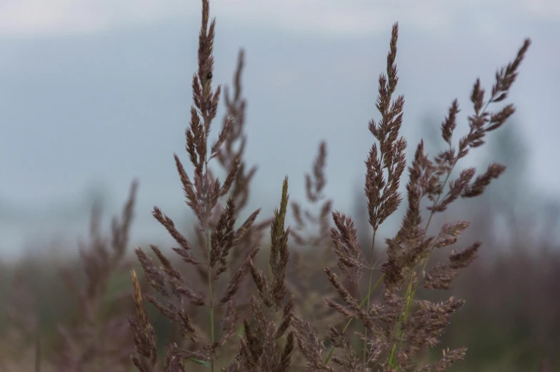 a large group of grass with clouds in the background