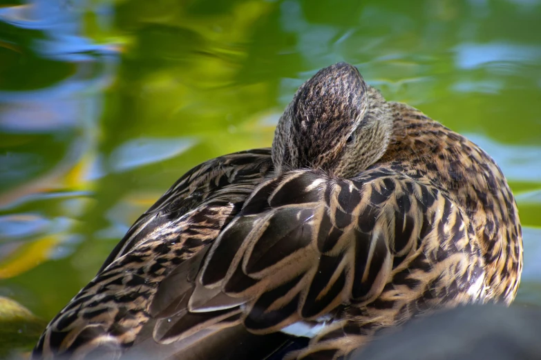 a brown and black bird with a water reflection on it's back