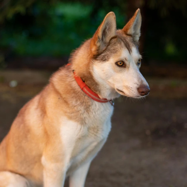 a dog with brown eyes is sitting