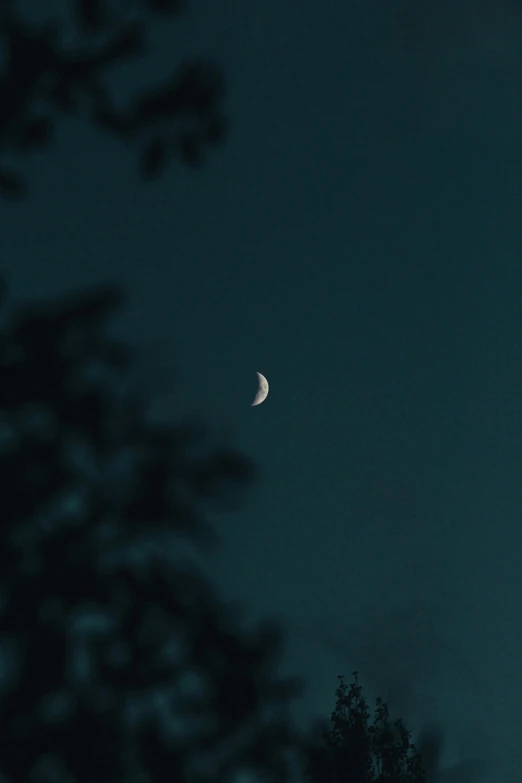 the moon, a small thin part of the sky and some leaves