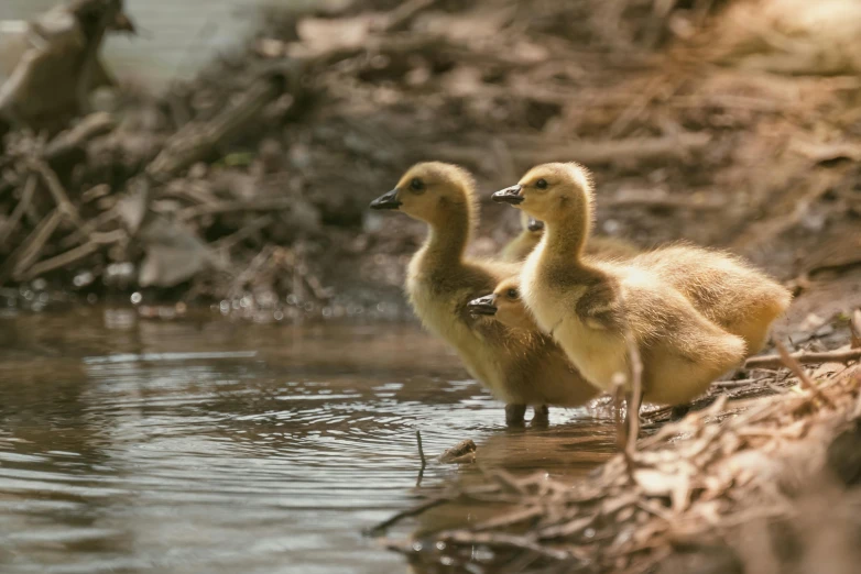 two baby ducks standing in shallow water near shoreline