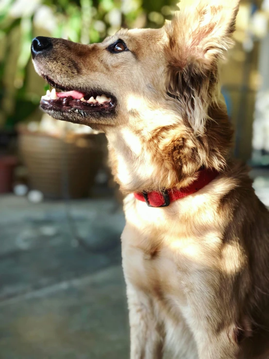 a dog standing on a stone surface and looking up