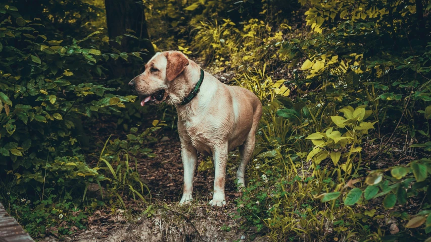 a muddy dog in the forest looking up