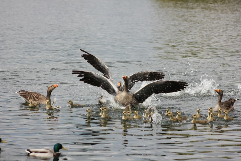 a large flock of ducks swimming on the water